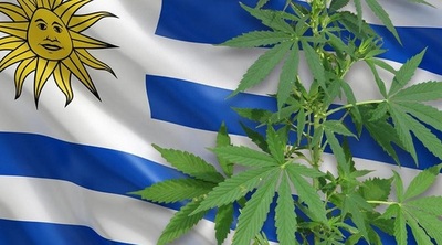 Uruguay sube porcentaje THC de marihuana en farmacias y piensa en el turismo
