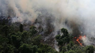 Especies amenazadas pierden parte de hábitat por fuegos en Amazonas