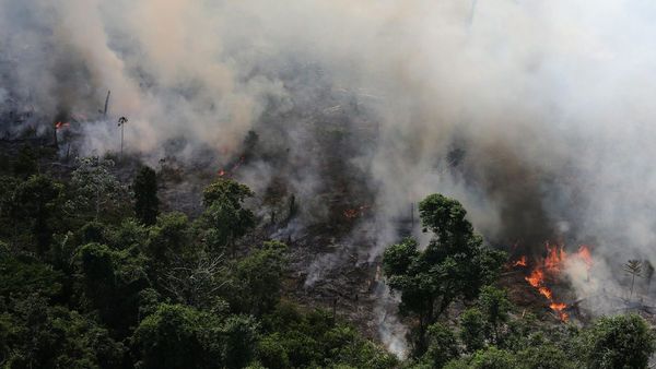 Especies amenazadas pierden parte de hábitat por fuegos en Amazonas