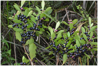 Itaipu conserva población nativa de yerba mate en sus reservas