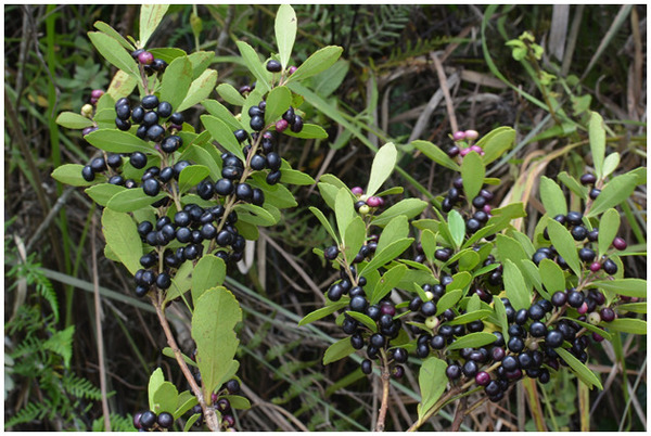 Itaipu conserva población nativa de yerba mate en sus reservas