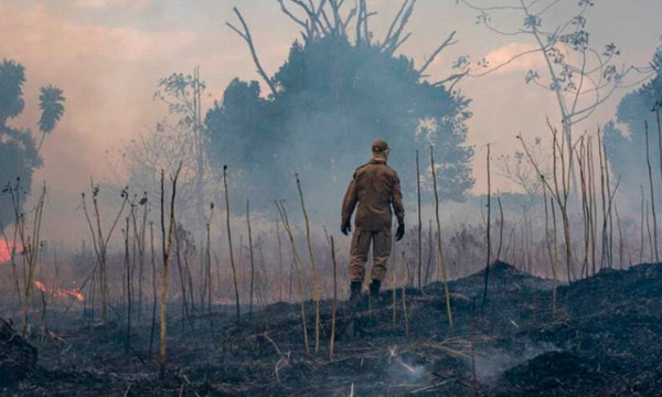 Especies amenazadas en el Amazonas pierden buena parte de su hábitat por incendios - OviedoPress