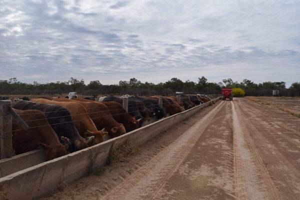 Paraguay avanza con el objetivo de acceder a la Cuota 481 de la Unión Europea
