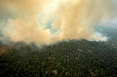 Fuego en el Amazonas: Especies amenazadas pierden buena parte de su hábitat