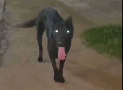 Defensa Animal abrirá sumario a joven que abandonó a un perro - Nacionales - ABC Color