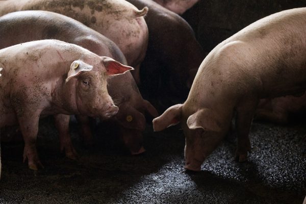 La peste porcina africana se convierte en una amenaza para América - MarketData
