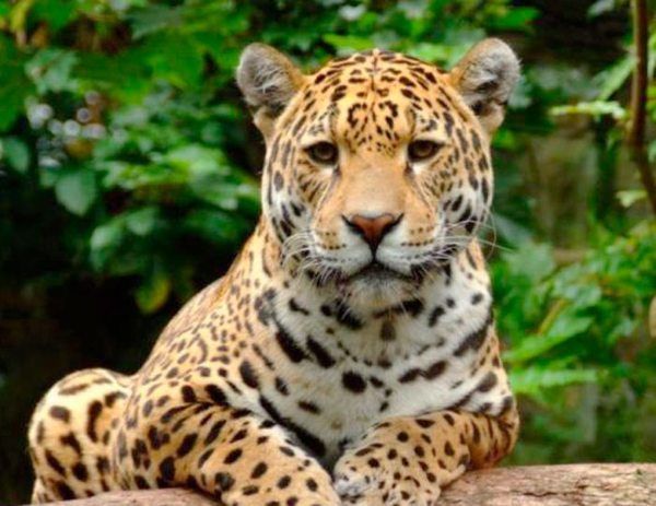 ¡En Peligro! Cómo los traficantes chinos amenazan la supervivencia del jaguar