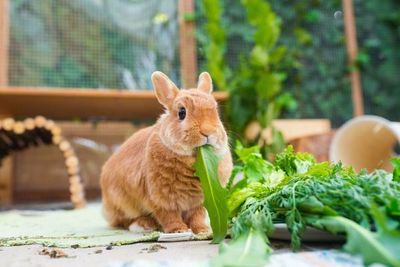 Conejos necesitan su propio parque de juegos - Mascotas - ABC Color