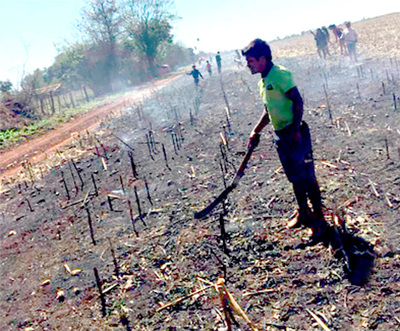 Dueños de inmuebles denuncian tala de árboles y quema de cultivos en Itakyry - La Clave