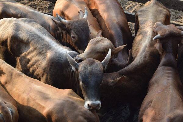 Ganaderos de Brasil estiman que posible caso atípico de vaca loca sea “información falsa” para bajar precio del ganado