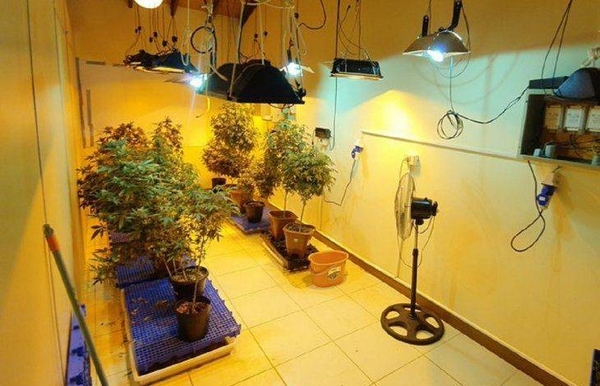 Diario HOY | Doce acusados afrontan preliminar por el caso marihuana VIP