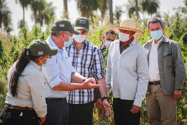 Mandatario resalta rentabilidad del cáñamo como rubro que puede revolucionar agricultura familiar campesina | .::Agencia IP::.