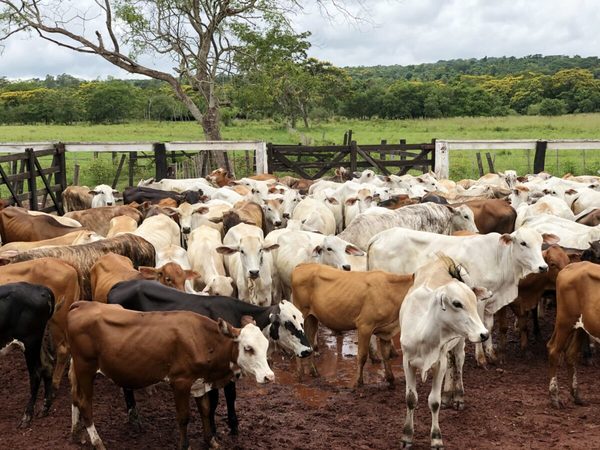 Posible caso atípico de vaca loca en Brasil: ¿qué podría causar en el mercado?