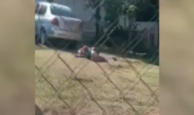 Diario HOY | Anciana de 88 años sufrió un ataque de abejas en Villa Elisa