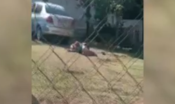 Diario HOY | Anciana de 88 años sufrió un ataque de abejas en Villa Elisa