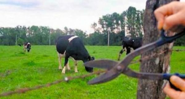 Abigeos se llevan 17 cabezas de ganado vacuno de un establecimiento ganadero