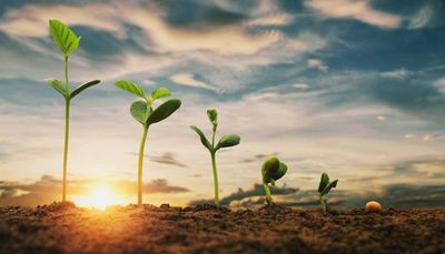 Campaña 2021-2022: Productores esperan más lluvias para iniciar siembra masiva de soja - MarketData