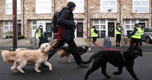 Diario HOY | Ante el aumento de robos de perros, el Reino Unido endurece las sanciones