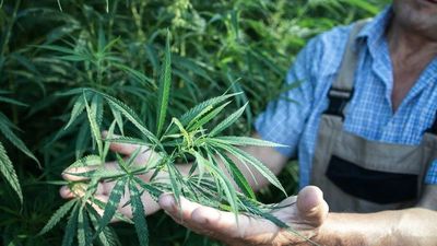 Cosecha de cannabis industrial entusiasma a pequeños productores