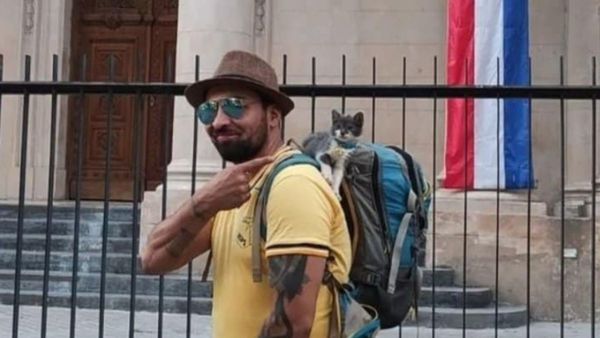 Un hermoso michi gris es el nuevo "gato mochilero"