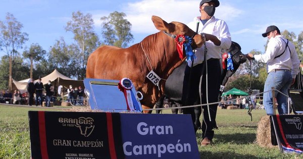 La Nación / Funcionalidad y buena producción carnicera para la Expo Ganadera
