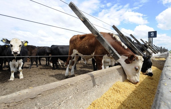 Uruguay es el origen de 47% de las importaciones Cuota 481 desde terceros países