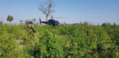 Paraguay y Brasil anulan 218 hectáreas de cultivos de marihuana tras 10 días de operaciones – Prensa 5