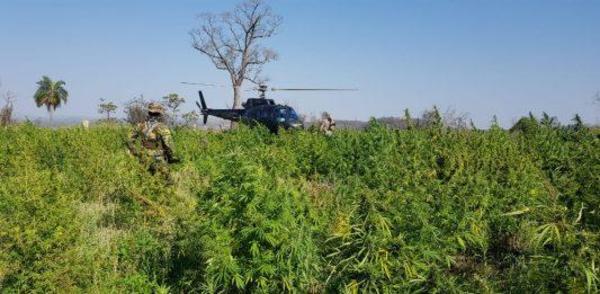 Paraguay y Brasil anulan 218 hectáreas de cultivos de marihuana tras 10 días de operaciones – Prensa 5