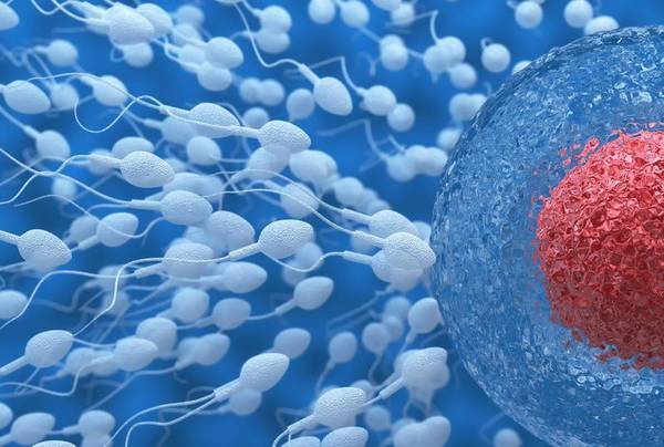 INVESTIGACIÓN PARA ANTICONCEPTIVO MASCULINO AVANZA RÁPIDAMENTE - La Voz del Norte