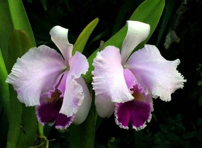 ¿Dónde puedo comprar orquídeas? - Nacionales - ABC Color