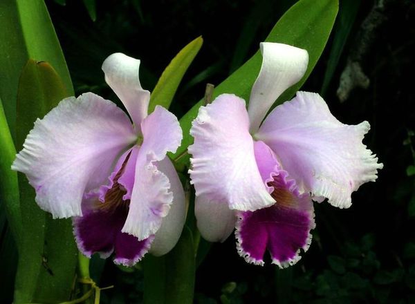 ¿Dónde puedo comprar orquídeas? - Nacionales - ABC Color
