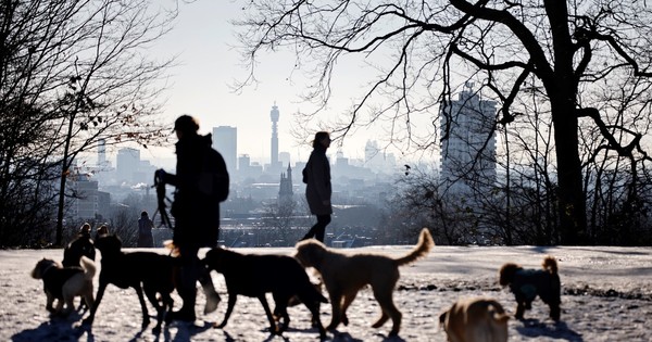 La Nación / Aumentan los robos de perros en el Reino Unido