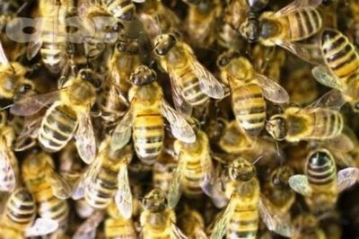Mujer muere tras ser atacada por abejas en Villa Elisa - Nacionales - ABC Color