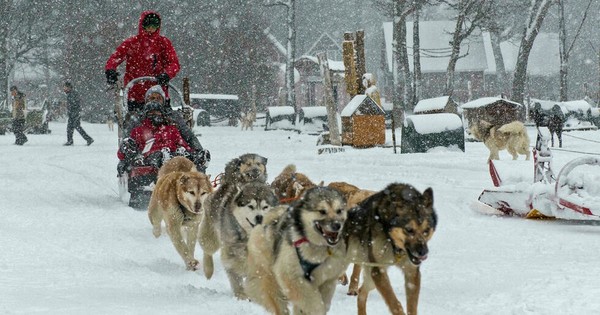 La Nación / Trineos de perros atraen de nuevo el turismo en la austral Ushuaia
