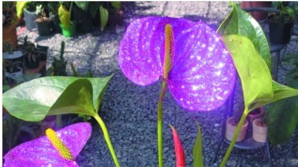 Venden plantas con flores y brillos truchos