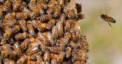 La Nación / Fallece anciana de 88 años tras 300 picaduras de abejas
