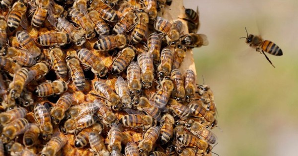 La Nación / Fallece anciana de 88 años tras 300 picaduras de abejas