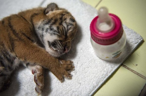 ¡Ternurita! Zoológico de Nicaragua presenta una tigresa de Bengala nacida en cautiverio