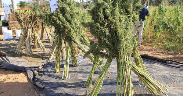 La Nación / Primera cosecha de cannabis industrial genera buenos ingresos a agricultores