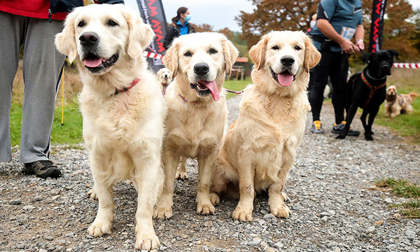 ¿Los perros pueden descubrir si las acciones humanas son intencionadas o no?