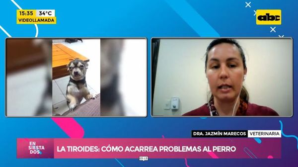 La tiroides: Cómo acarrea problemas al perro - Ensiestados - ABC Color