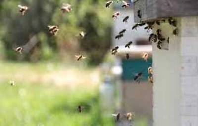 ¿Qué hacer si una persona fue atacada por un enjambre de abejas o avispas? | Ñanduti