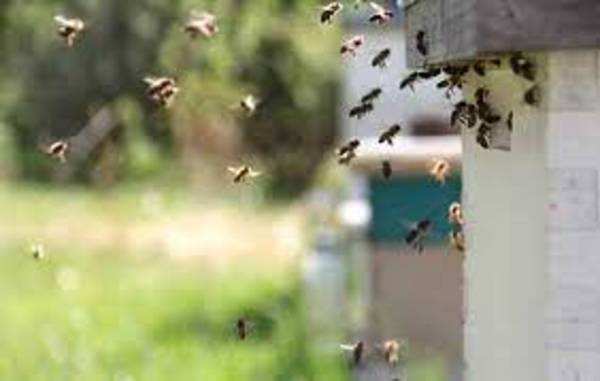 ¿Qué hacer si una persona fue atacada por un enjambre de abejas o avispas? | Ñanduti