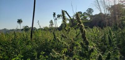 Producción de cáñamo industrial con buen rendimiento en temporada de invierno