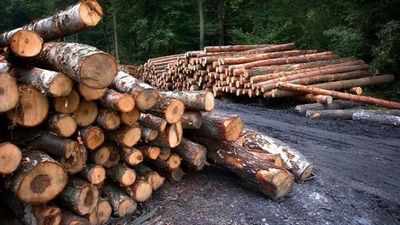 Empresa de EEUU condenada por importar madera de forma ilegal