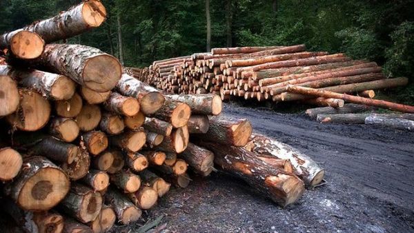 Empresa de EEUU condenada por importar madera de forma ilegal