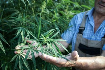 Cosecha de cannabis industrial entusiasma a pequeños productores