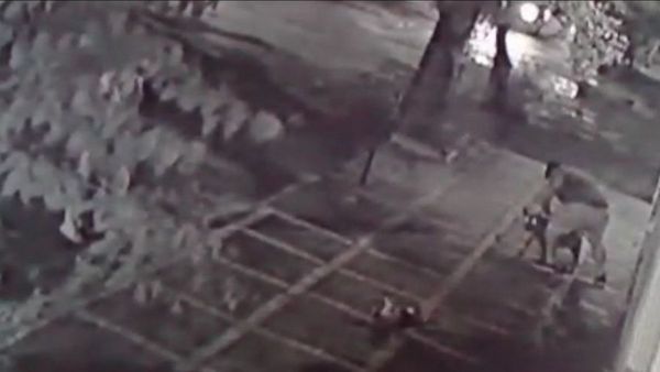 Pitbull mata a chihuahua y el dueño del can se da a la fuga