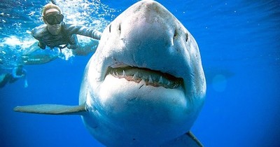 La Nación / Más de un tercio de las especies de tiburones bajo amenaza, advierte la UICN