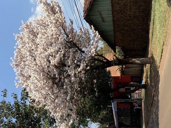 Así luce imponente este hermoso “Lapacho Blanco” sobre la Avenida José Berges casi Rubio Ñú de PJC.